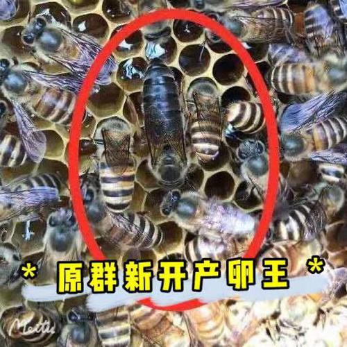 蜜蜂王种王-蜜蜂王种王厂家,品牌,图片,热帖