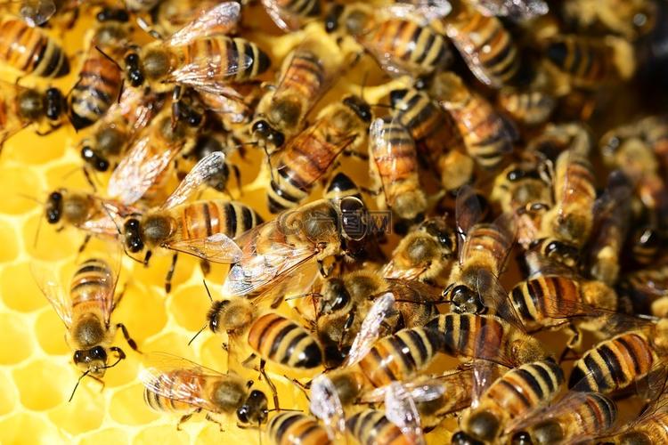 蜜蜂,蜂巢,蜂蜜高清图库素材免费下载(图片编号:6789349)-六图网